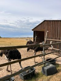 Ferienlager Oschatz 3-2023 - auf der Strau&szlig;enfarm 1