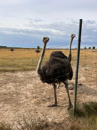 Ferienlager Oschatz 3-2023 - auf der Strau&szlig;enfarm 5